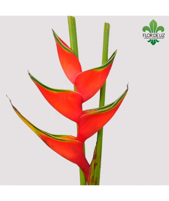 UNIDAD DE HELICONIA