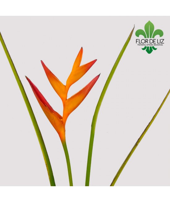 PÁJARO DE FUEGO POR UNIDAD