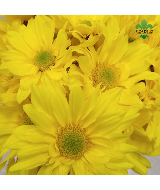 PAQUETE DE MARGARITAS